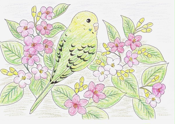 インコと箱根空木