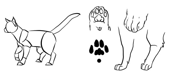 猫结构摹写
