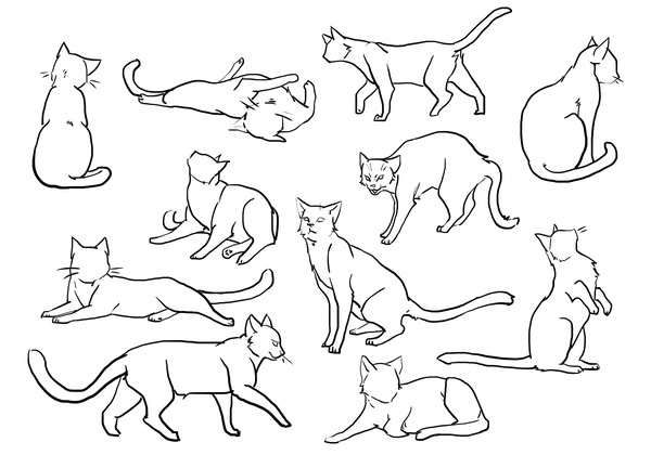 猫