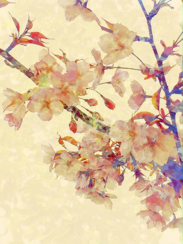 【フリー素材】写真素材248　桜の加工素材　桜27