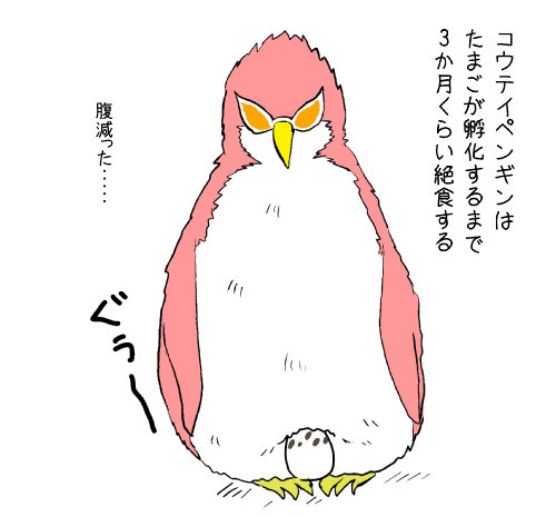 ペンギンドフロ②