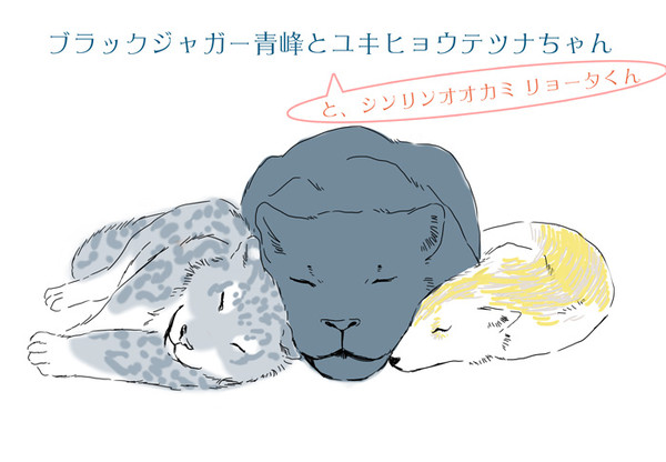 【ケモノ注意】ブラックジャガー青峰×ユキヒョウテツナちゃん　２