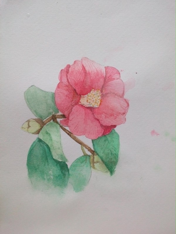 山茶花