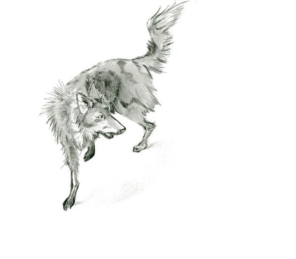 singing dog