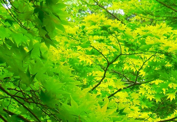 【写真】緑の風