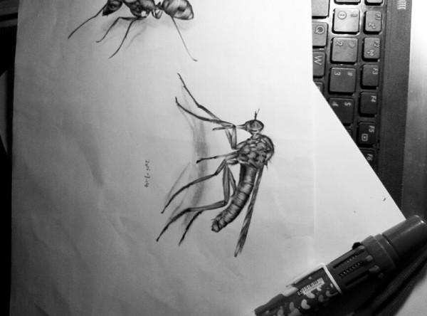 昆虫