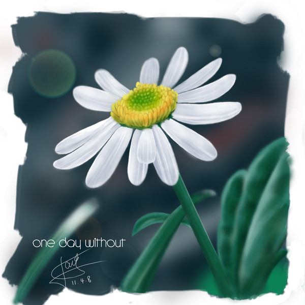 2011-4-8菊花