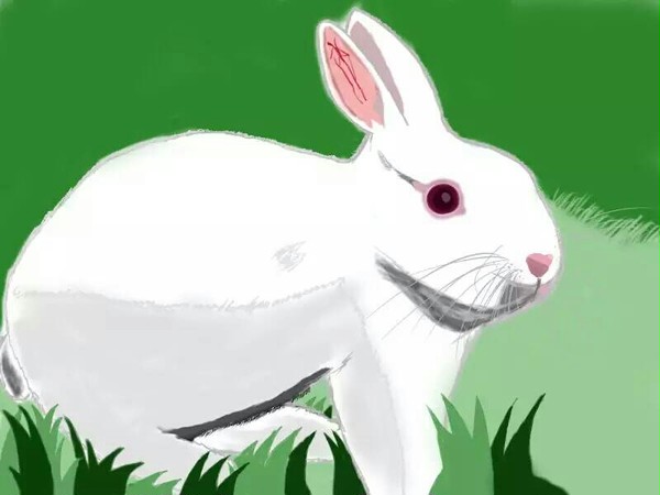 ウサギ
