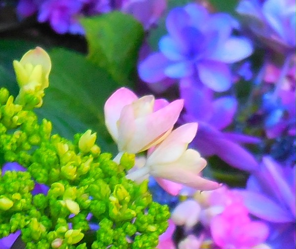 【写真】紫陽花