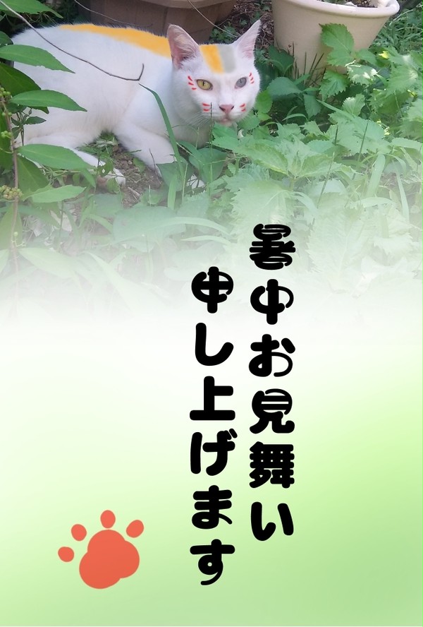 暑中見舞い