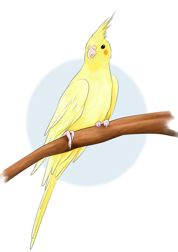 鳥