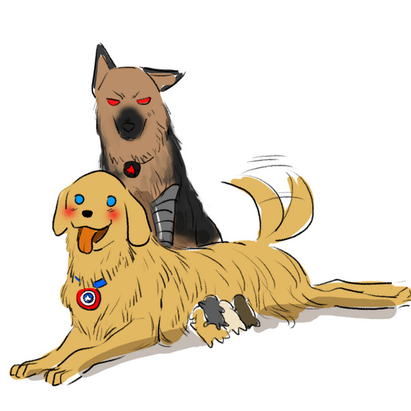 bucky/steve dog
