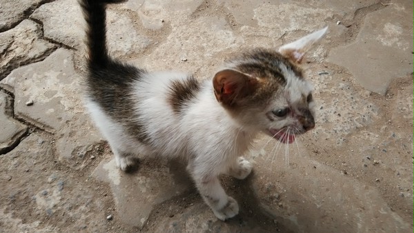 Stray kitten
