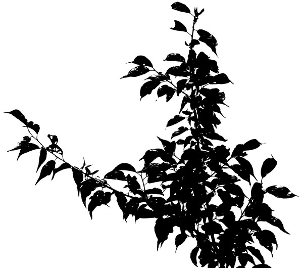 背景トーン:樹木