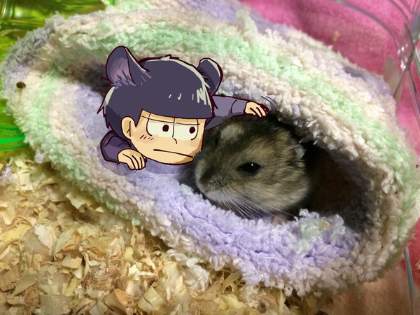 いちまちゅ