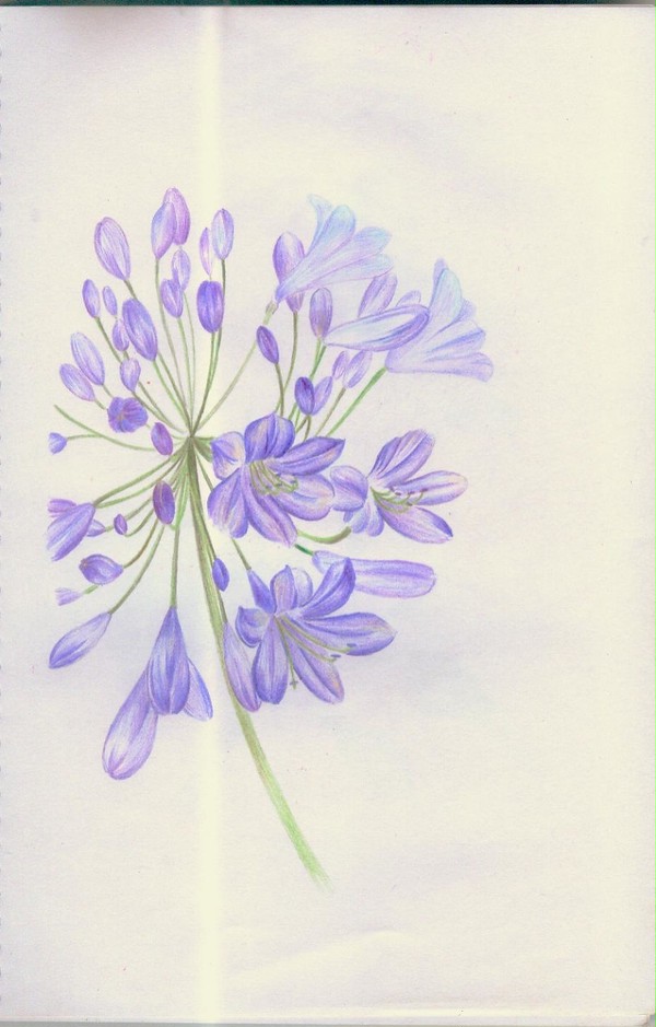 百子莲 African lily