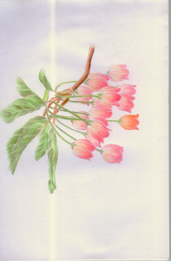 钩钟花