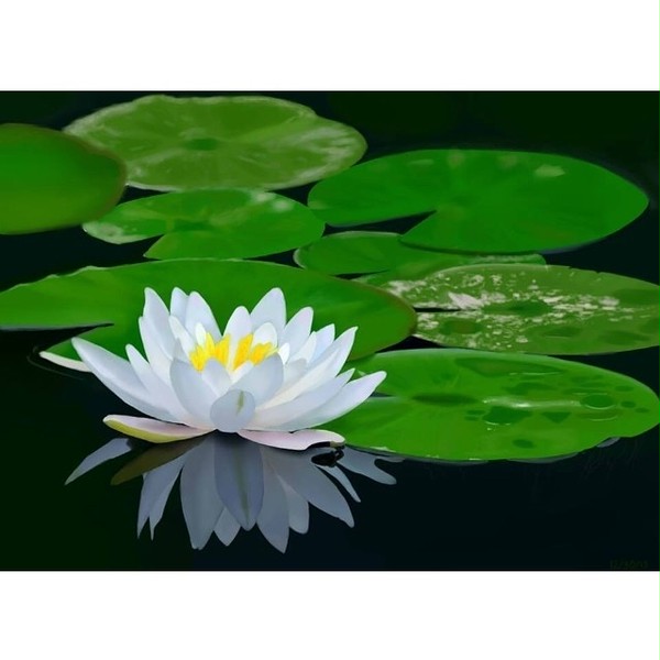 蓮の花