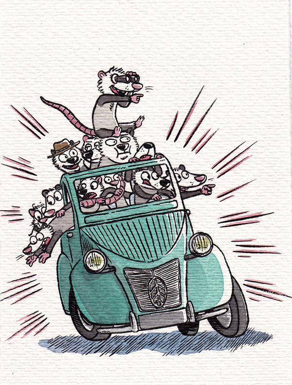 Opossum family