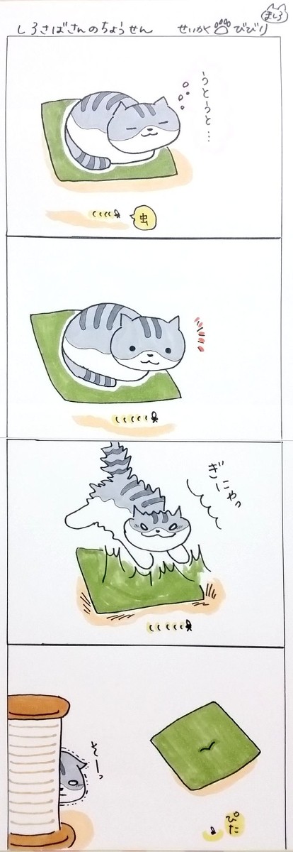 🐾しろさばさんの 挑戦🐾