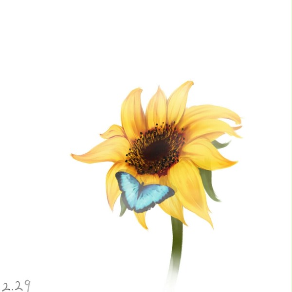 sunflower