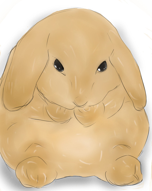 うさぎ