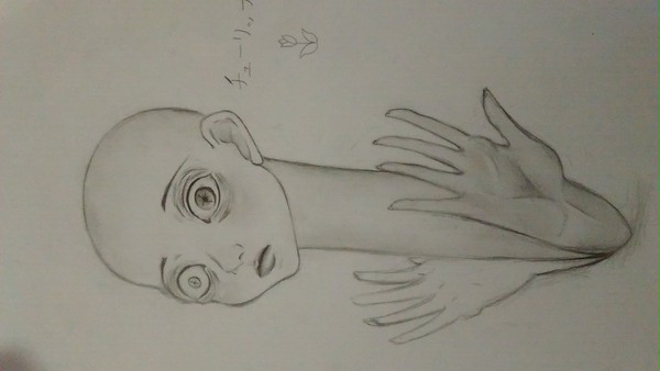 チューリップ。