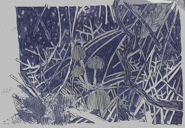 mushroom forest