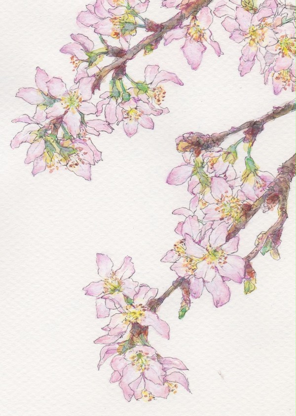 啓翁桜