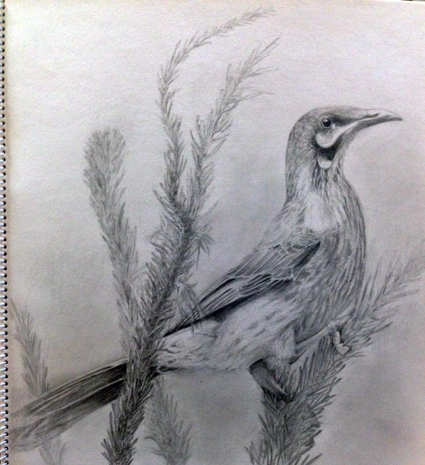 red wattlebird