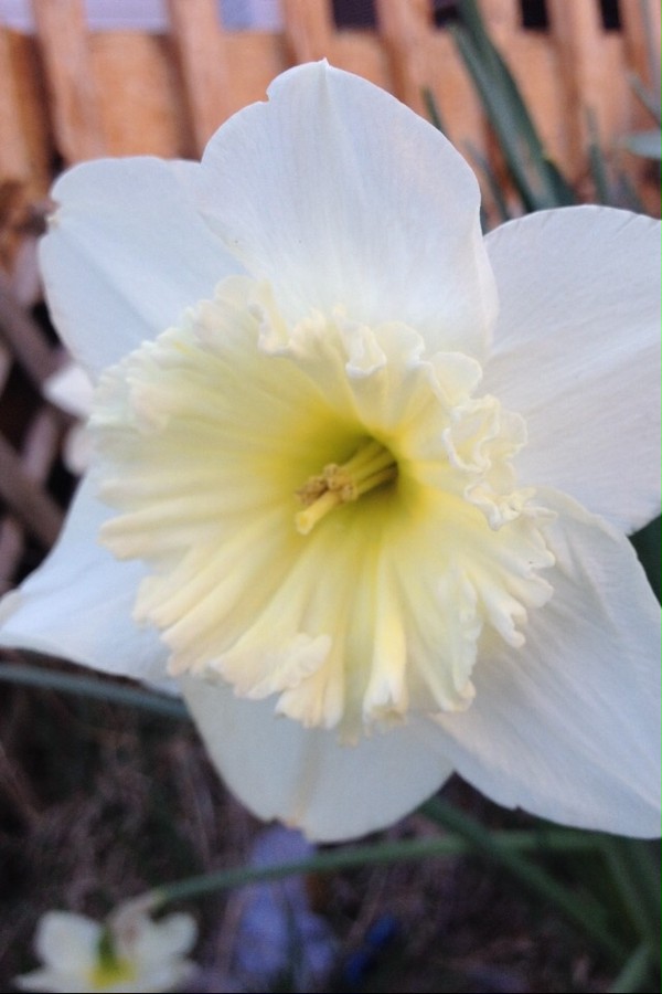 Daffodil