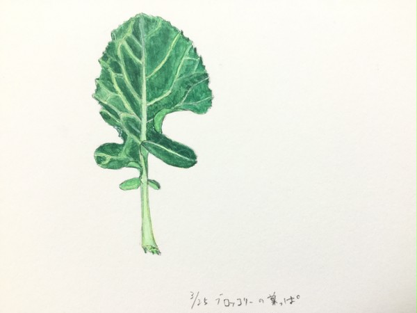 ブロッコリーの葉っぱ