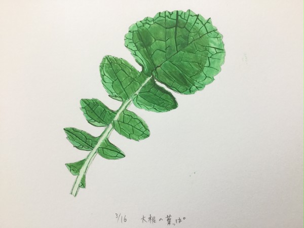 葉大根