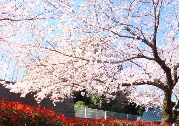 桜