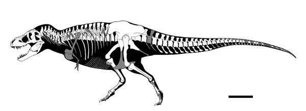 Stan the T. rex