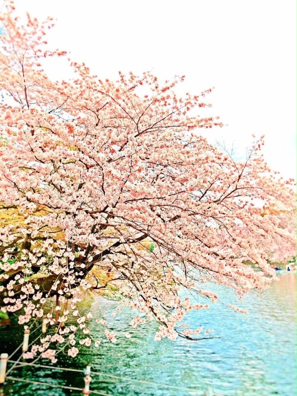 ソメイヨシノ