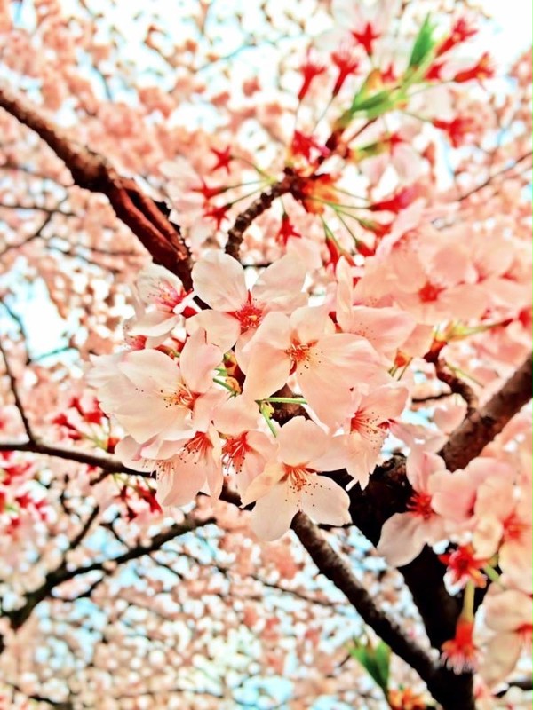 spring