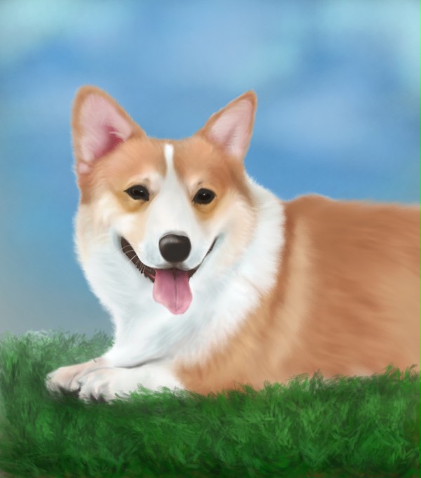 柯基犬