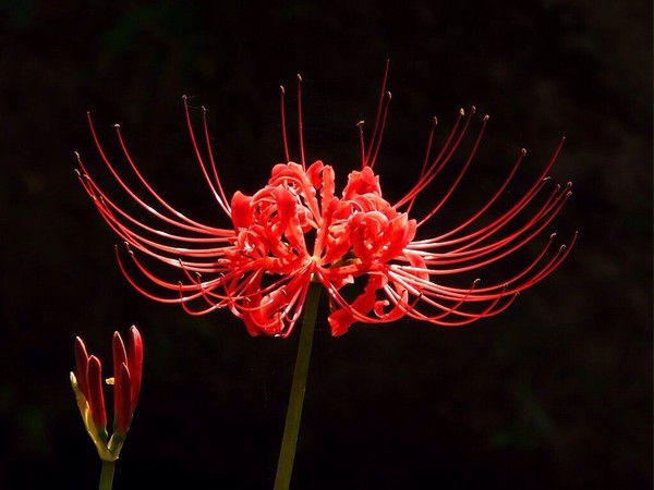 曼珠沙華