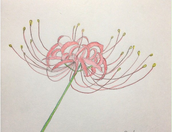 曼珠沙華