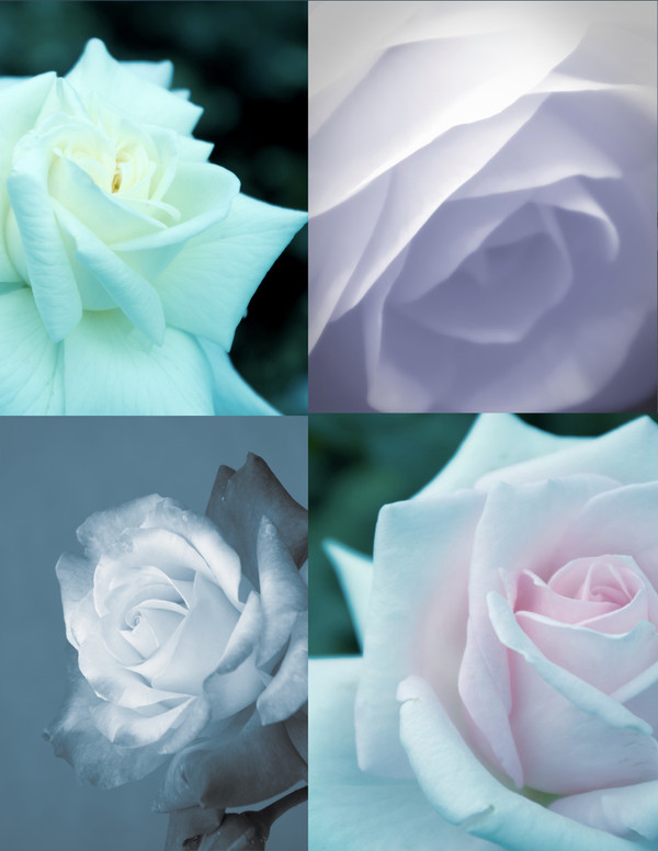 【小説表紙】迫る薔薇