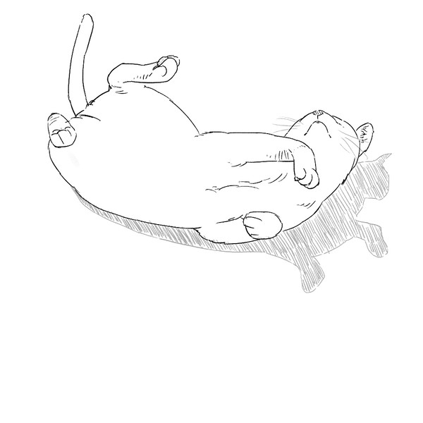 猫　15