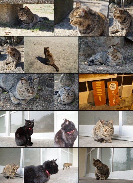 【小説用素材】みちばたのねこ