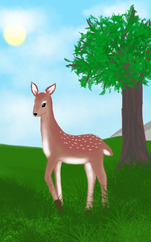 Deer