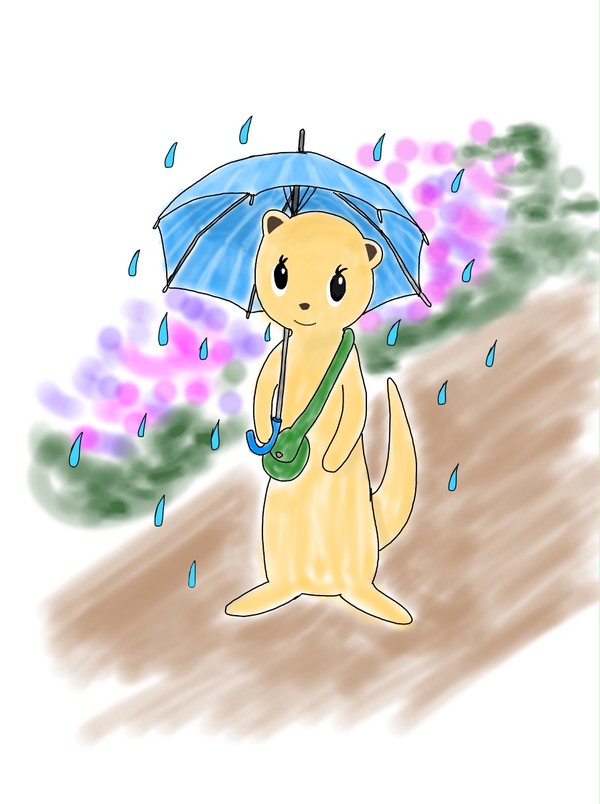 梅雨のフェレット