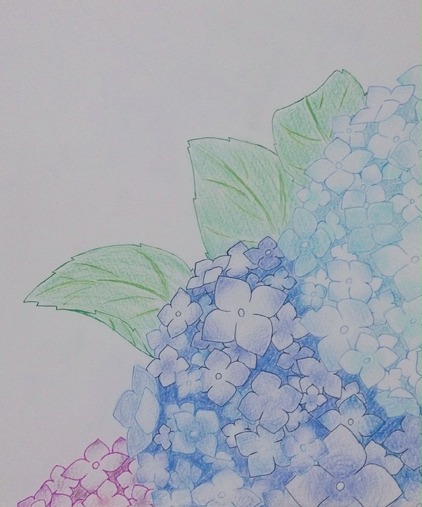 紫陽花