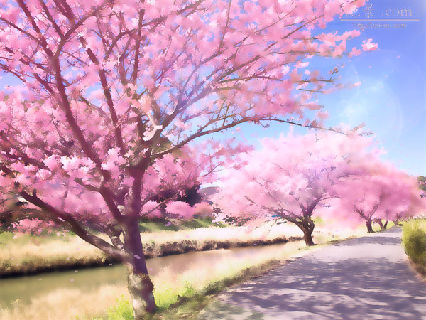 桜 背景