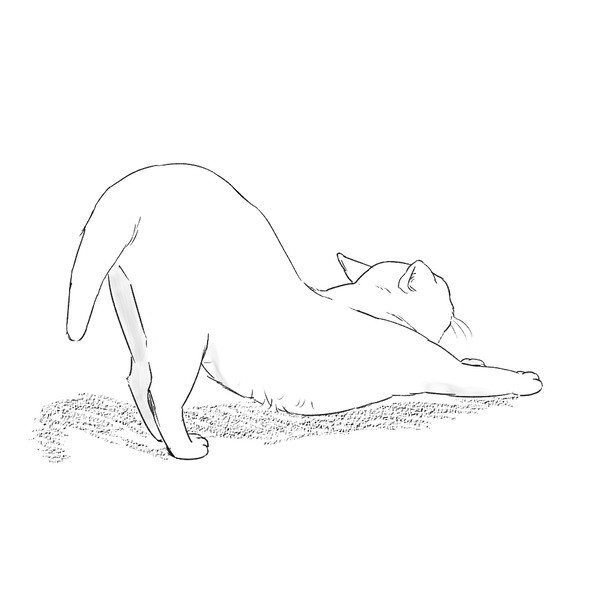 猫　25