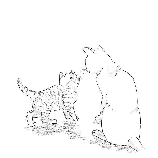 猫　26