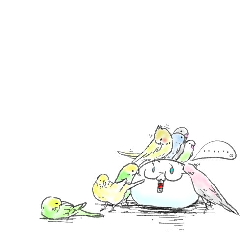 インコと遊ぶもちめり